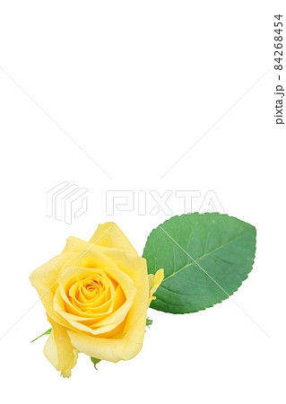 薔薇　黄色　黄色バラ　イエローローズ　バラ　ばら　 84268454