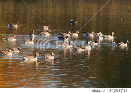 wild ducks on the lake near danube river in Germany wild ducks on the lake near danube river in Germany 84268715
