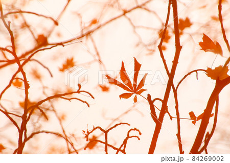 abstract image of autumn branches and leaves reflected in a pond 84269002