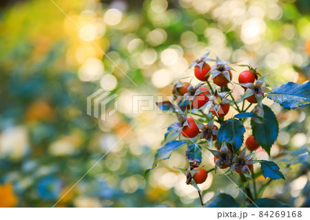 Red rosehip berries on a branch. In the garden in early autumn 84269168