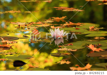 Picturesque leaves of water lilies and colorful maple leaves on water in pond, autumn season, autumn background Picturesque leaves of water lilies and colorful maple leaves on water in pond, autumn season, autumn background 84269215