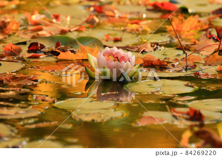 Picturesque leaves of water lilies and colorful maple leaves on water in pond, autumn season, autumn background Picturesque leaves of water lilies and colorful maple leaves on water in pond, autumn season, autumn background 84269220
