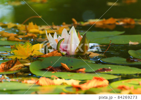 Picturesque leaves of water lilies and colorful maple leaves on water in pond, autumn season, autumn background 84269273