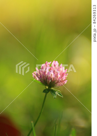 grass and vegetation on the field in Autumn season grass and vegetation on the field in Autumn season 84269313