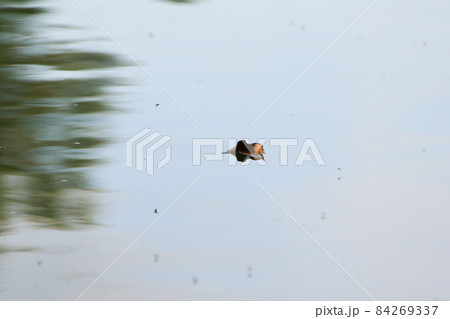 yellow leaf floating on water near the river stream yellow leaf floating on water near the river stream 84269337