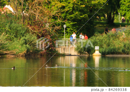 wild ducks on the lake near danube river in Germany wild ducks on the lake near danube river in Germany 84269338