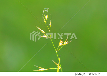 green grass and vegetation on the field green grass and vegetation on the field 84269466