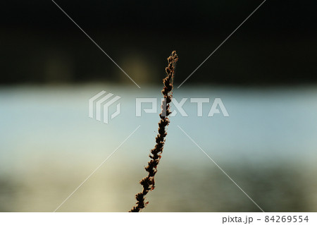 grass and leaves silhouette at sunset near the river 84269554
