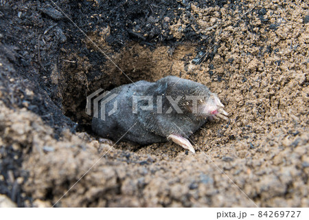 Mole crawling out of the tunnel 84269727