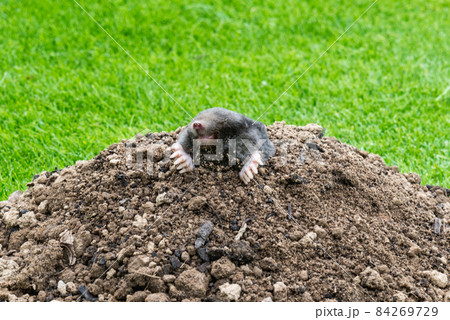Mole on the top of the mole hill Mole on the top of the mole hill 84269729