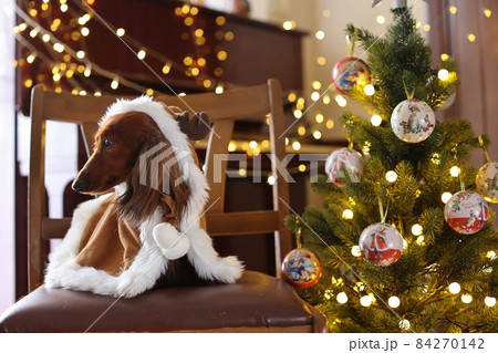 クリスマスを楽しむダックスフンド クリスマスを楽しむダックスフンド 84270142
