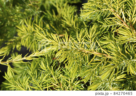 Shore Juniper Allgold Shore Juniper Allgold 84270465
