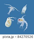 動物プランクトン 84270526