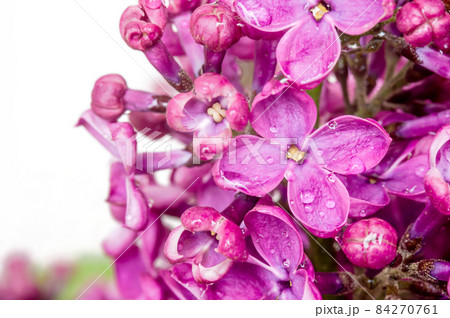 Lilacs in close-up. Purple flowers. Water droplets on the flower. 84270761
