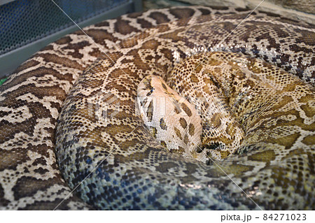 The tiger python (Latin Python molurus) is a large non-venomous snake from the genus of real pythons The tiger python (Latin Python molurus) is a large non-venomous snake from the genus of real pythons 84271023