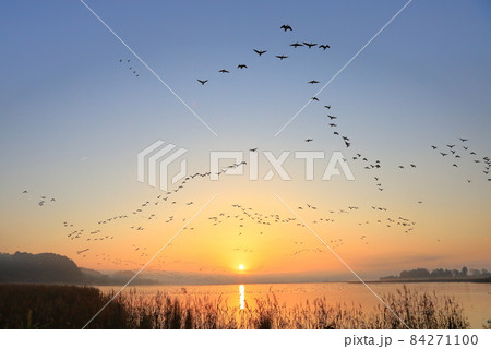 伊豆沼の朝の飛び立ち 伊豆沼の朝の飛び立ち 84271100