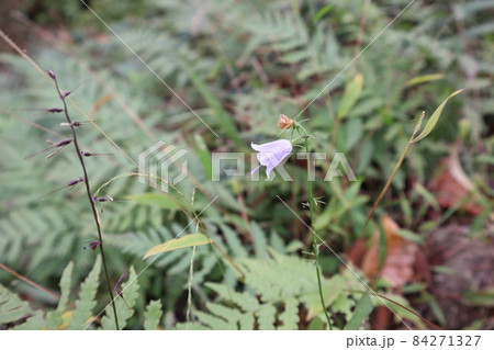 ツリガネニンジンの花にピントを合わせて撮影した風景 84271327