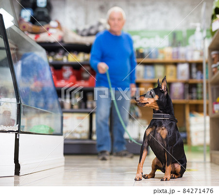 Doberman pinscher dog on leash sitting on the floor in pet store Doberman pinscher dog on leash sitting on the floor in pet store 84271476