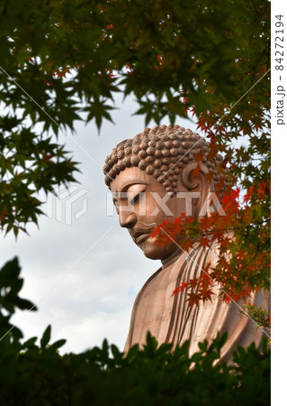 聚楽園大仏と紅葉 聚楽園大仏と紅葉 84272194