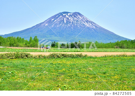 羊蹄山 タンポポ咲き乱れる春の羊蹄山山麓 北海道ニセコ町 羊蹄山 タンポポ咲き乱れる春の羊蹄山山麓 北海道ニセコ町 84272505