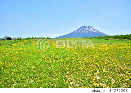 羊蹄山　タンポポ咲き乱れる春の羊蹄山山麓　北海道ニセコ町 84272508