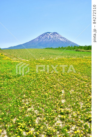 羊蹄山　タンポポ咲き乱れる春の羊蹄山山麓　北海道ニセコ町 84272510