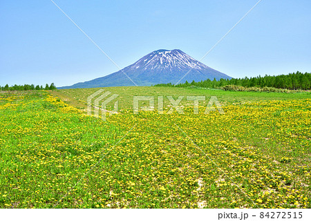 羊蹄山 タンポポ咲き乱れる春の羊蹄山山麓 北海道ニセコ町 羊蹄山 タンポポ咲き乱れる春の羊蹄山山麓 北海道ニセコ町 84272515
