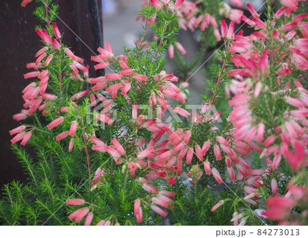 エリカの花 84273013