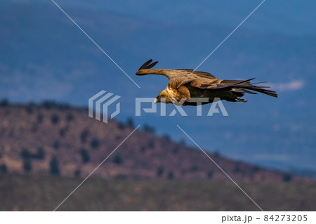 Griffon vulture, Gyps fulvus in Monfrague National Park. Extremadura, Spain Griffon vulture, Gyps fulvus in Monfrague National Park. Extremadura, Spain 84273205