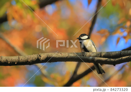 秋の東高根森林公園のシジュウカラ 84273320