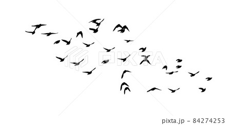 a flock of birds flying off. black and white vector illustration a flock of birds flying off. black and white vector illustration 84274253