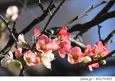 ボケ(木瓜) ボケ(木瓜) 84274405