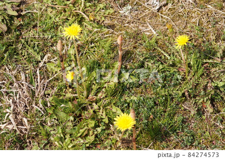 美作国分寺跡の空き地に咲くタンポポとツクシ3　岡山県津山市 84274573