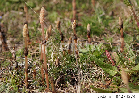 美作国分寺跡の空き地に並んでいるツクシ5 岡山県津山市 美作国分寺跡の空き地に並んでいるツクシ5 岡山県津山市 84274574
