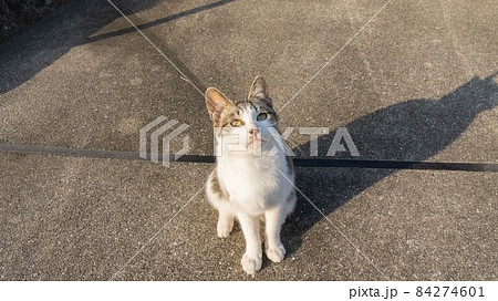 座っている猫　キジトラ猫 84274601