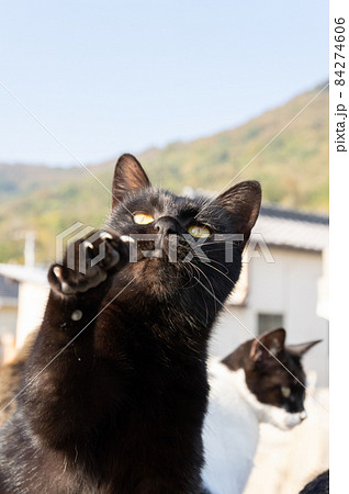 猫パンチ　黒猫 84274606