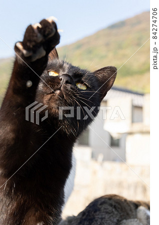 猫パンチ 黒猫 猫パンチ 黒猫 84274706