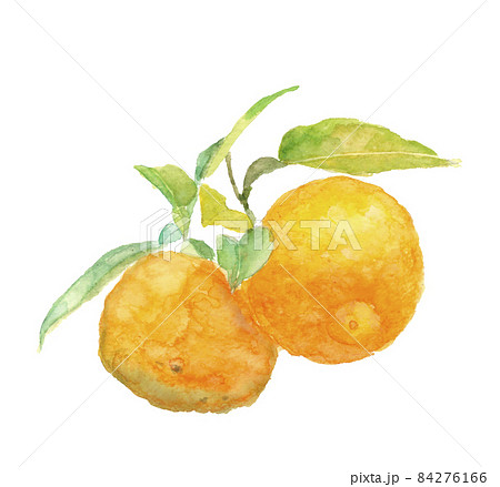 枝葉の付いた柚子 水彩イラスト 素材 白バックのイラスト素材