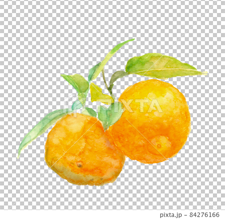有枝葉的柚子 [水彩插圖] 素材 白色背景 84276166