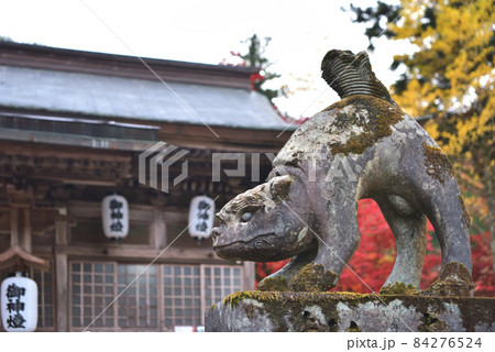 養父神社の紅葉 守り神の狼 養父神社の紅葉 守り神の狼 84276524