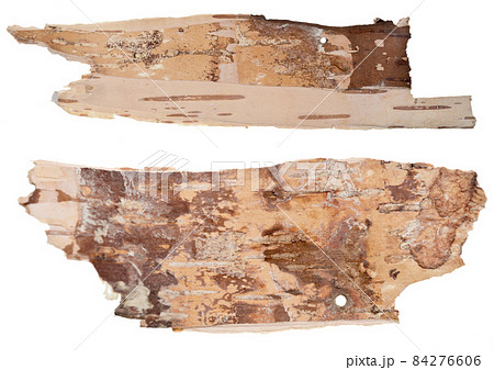 Birch bark 84276606