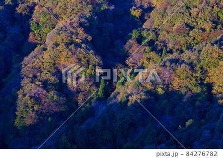 稚児落としの紅葉 84276782