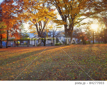 朝日がさす秋の公園 84277003