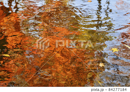 池に浮かぶもみじの葉(紅葉) 池に浮かぶもみじの葉(紅葉) 84277184