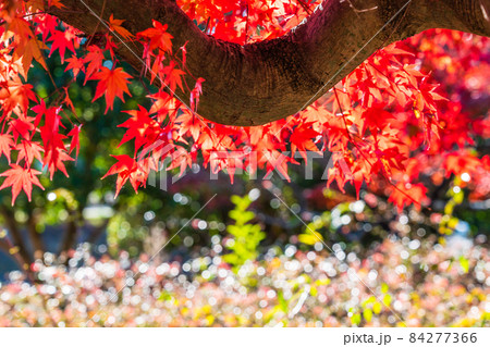 鮮やかな紅葉　カエデ 84277366