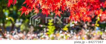 鮮やかな紅葉　カエデ 84277367
