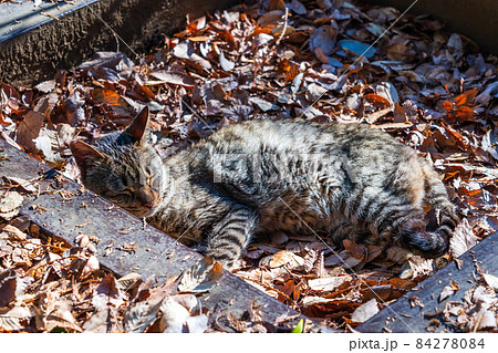 公園の排水溝で昼寝する野良猫 なついた野良猫 公園の排水溝で昼寝する野良猫 なついた野良猫 84278084
