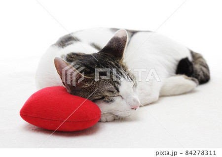 赤いハートのクッションで眠る猫 84278311