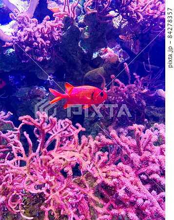 赤い熱帯魚と珊瑚 84278357
