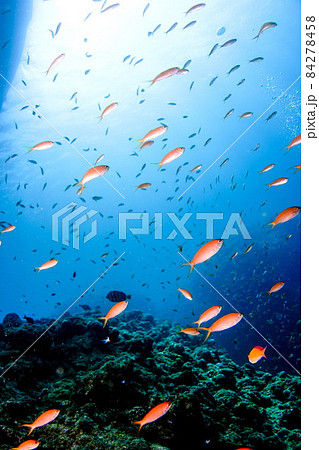 ハナダイの乱舞 84278458